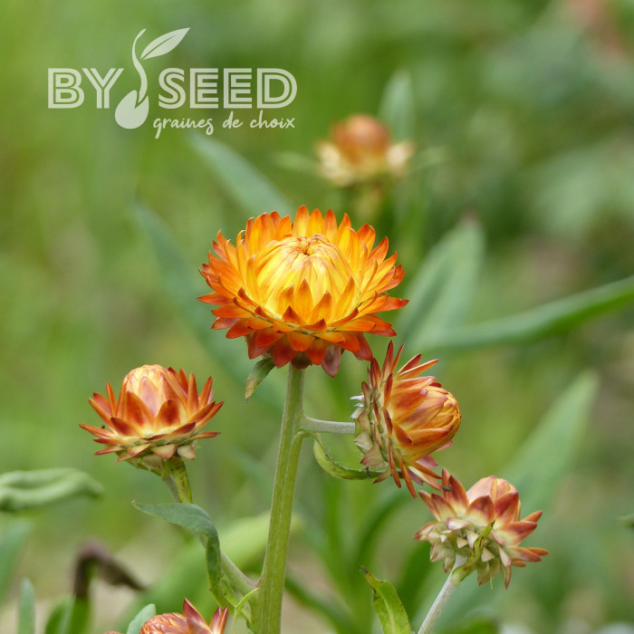 Immortelle à bractées Orange