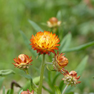 Immortelle à bractées Orange