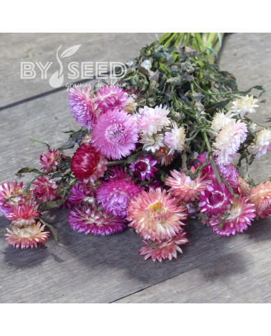 Immortelle à bractées Pastel Mixture