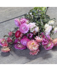 Immortelle à bractées Orange