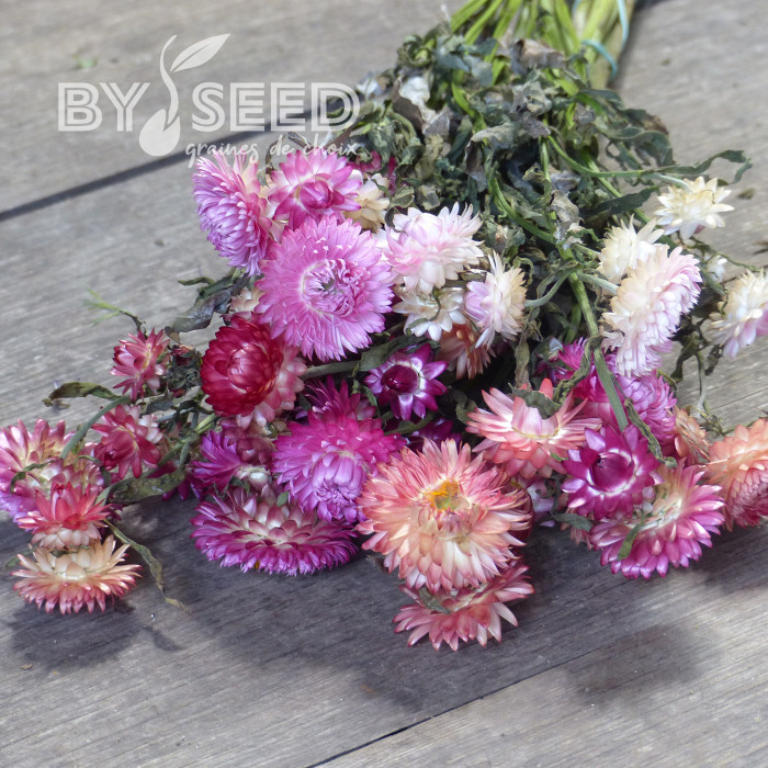 Immortelle à bractées Pastel Mixture