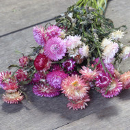 Immortelle à bractées Pastel Mixture