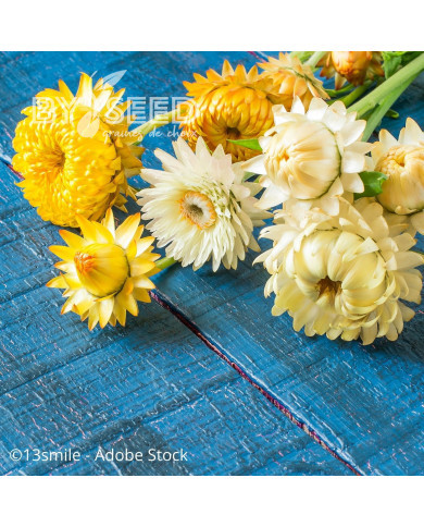 Immortelle à bractées Provence (tons jaunes)