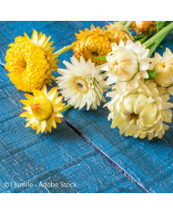 Immortelle à bractées Rose