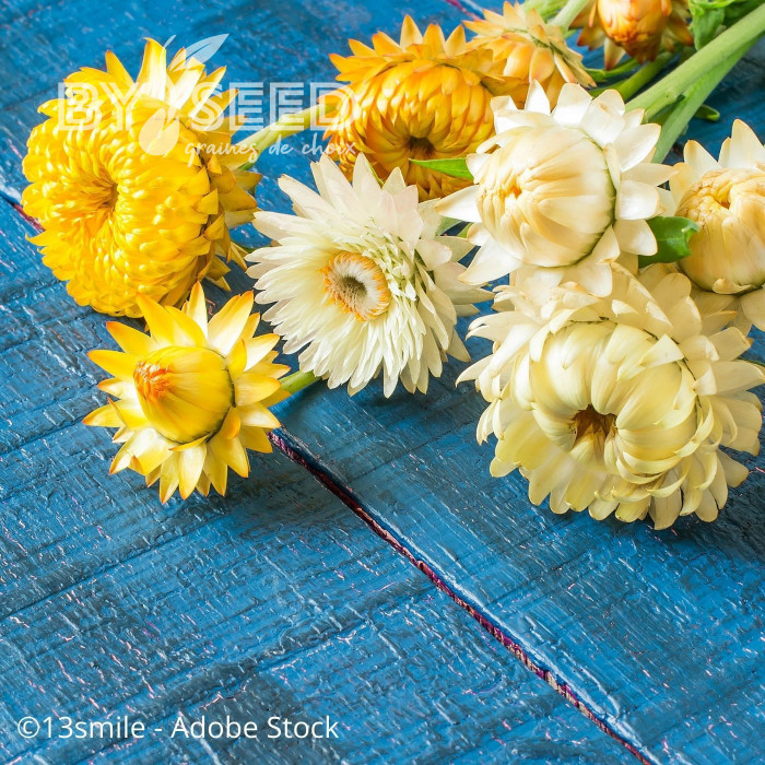 Immortelle à bractées Provence (tons jaunes)