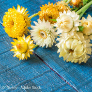 Immortelle à bractées Provence (tons jaunes)