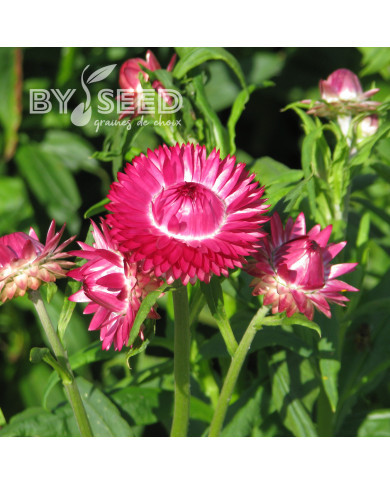 Immortelle à bractées Rose