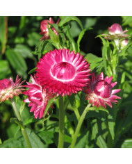 Immortelle à bractées Roussillon (tons abricot roses pastel)
