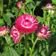 Immortelle à bractées Rose