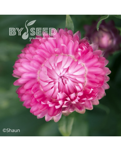 Immortelle à bractées Rose