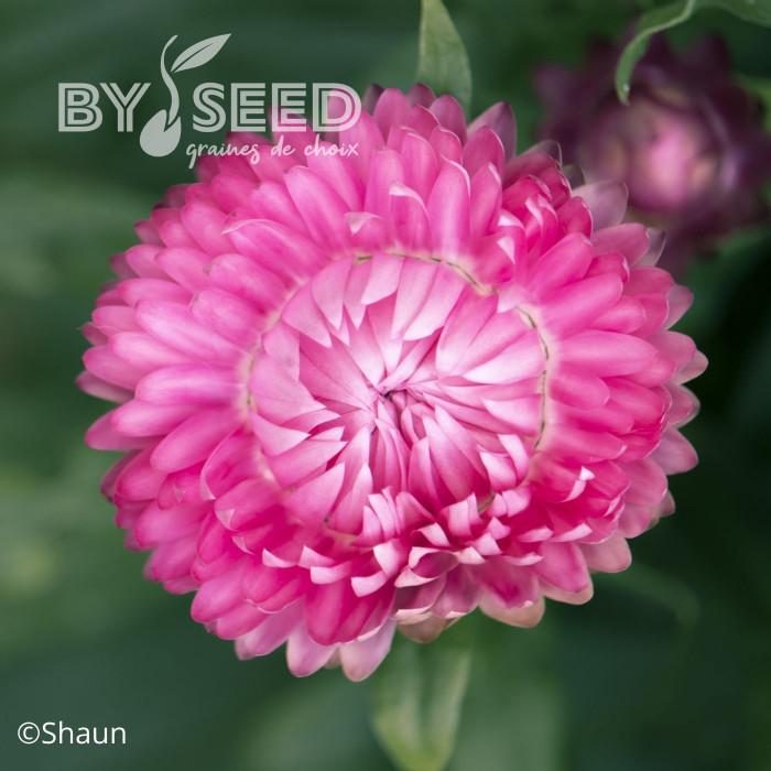 Immortelle à bractées Rose