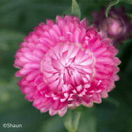 Immortelle à bractées Rose