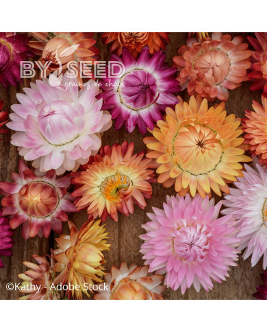 Immortelle à bractées Roussillon (tons abricot roses pastel)