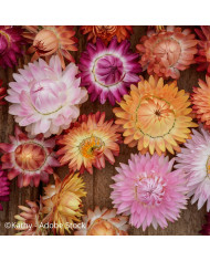 Immortelle à bractées Rose