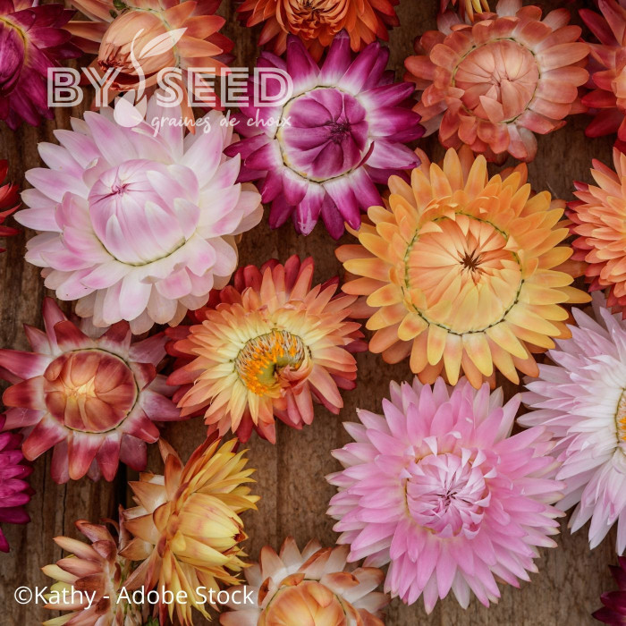 Immortelle à bractées Roussillon (tons abricot roses pastel)