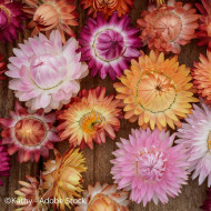 Immortelle à bractées Roussillon (tons abricot roses pastel)