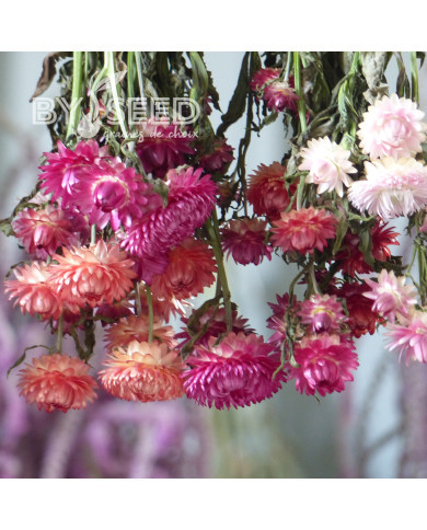 Immortelle à bractées Roussillon (tons abricot roses pastel)