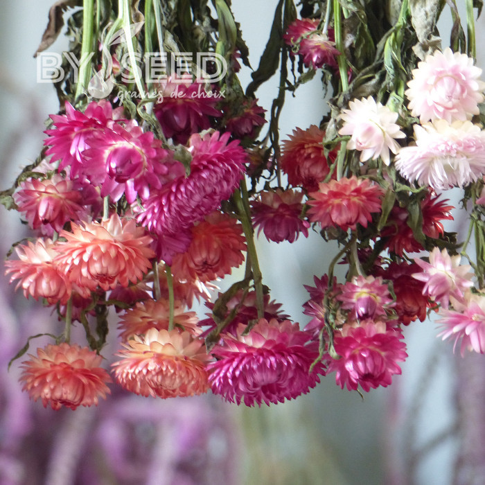 Immortelle à bractées Roussillon (tons abricot roses pastel)