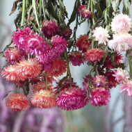 Immortelle à bractées Roussillon (tons abricot roses pastel)
