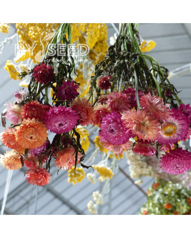 Immortelle à bractées Roussillon (tons abricot roses pastel)