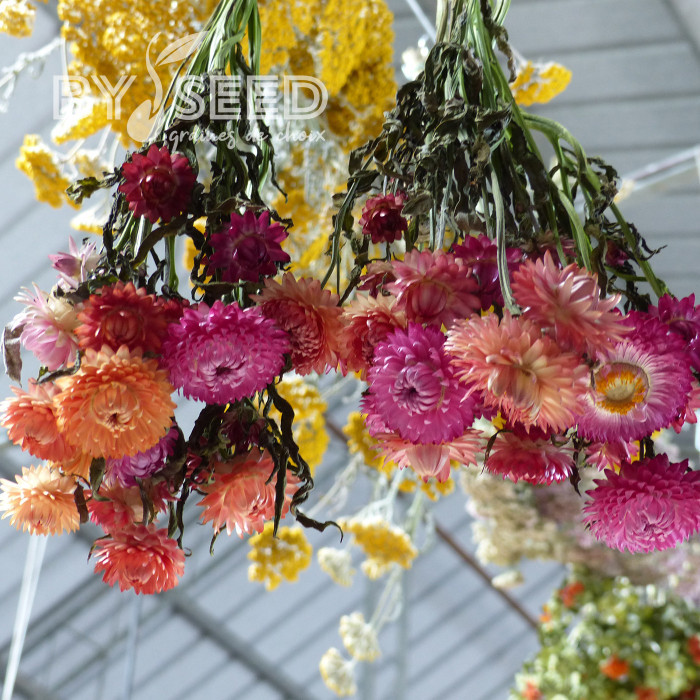 Immortelle à bractées Roussillon (tons abricot roses pastel)