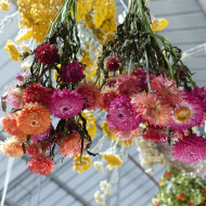 Immortelle à bractées Roussillon (tons abricot roses pastel)