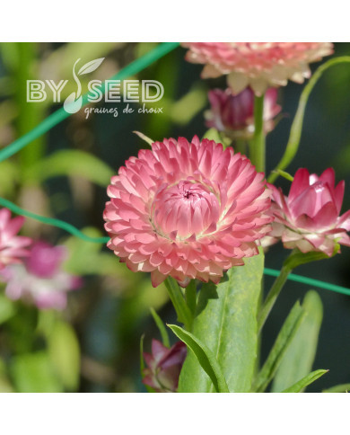 Immortelle à bractées Salmon