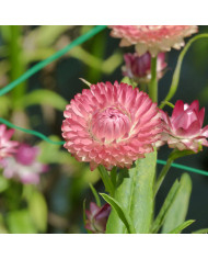 Immortelle à bractées Silver Pink