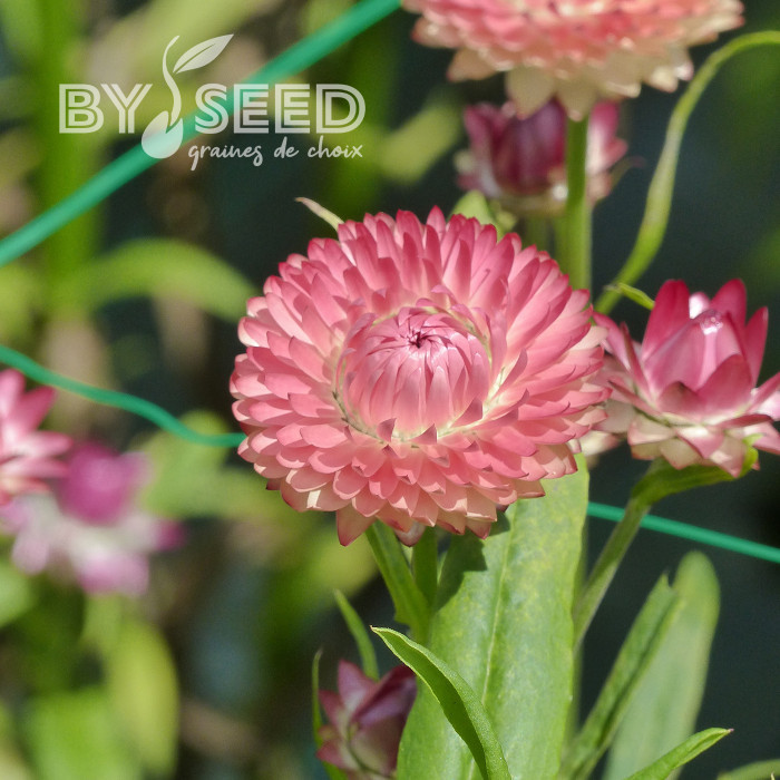 Immortelle à bractées Salmon