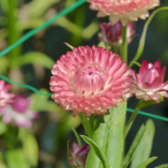 Immortelle à bractées Salmon