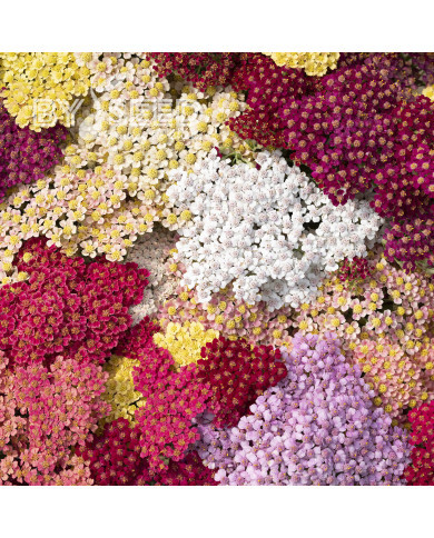 Achillée millefeuille Flowerburst Fruit Bowl F2