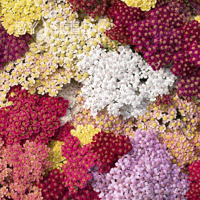 Achillée millefeuille Flowerburst Fruit Bowl F2