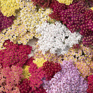 Achillée millefeuille Flowerburst Fruit Bowl F2