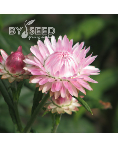 Immortelle à bractées Silver Pink