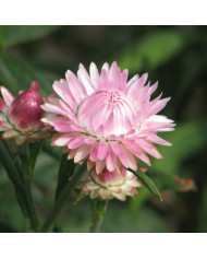 Immortelle à bractées White