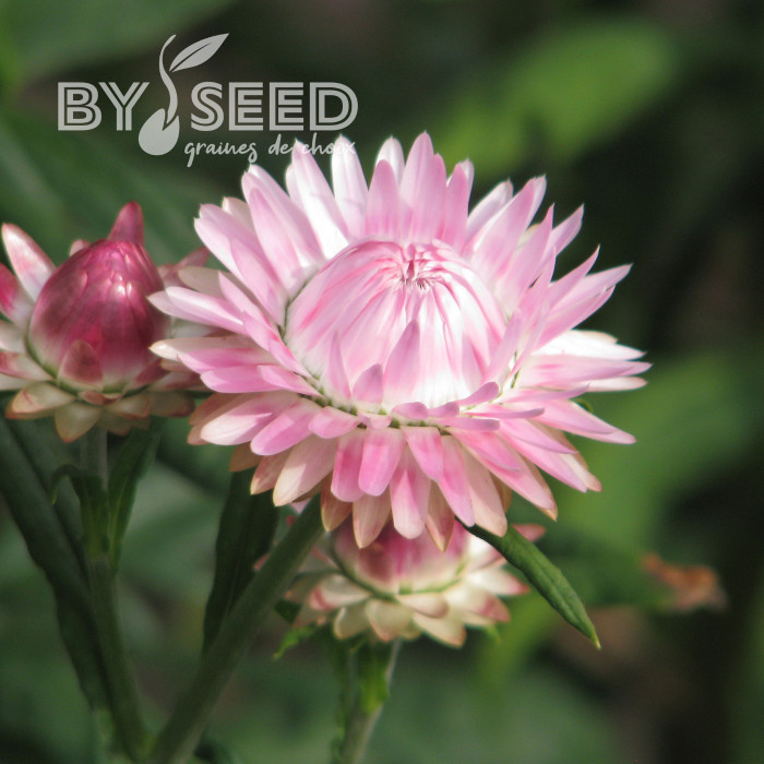 Immortelle à bractées Silver Pink