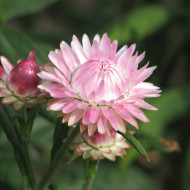 Immortelle à bractées Silver Pink