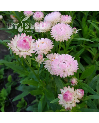 Immortelle à bractées Silver Pink