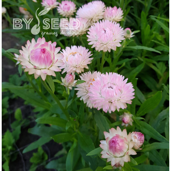 Immortelle à bractées Silver Pink