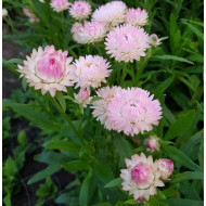 Immortelle à bractées Silver Pink