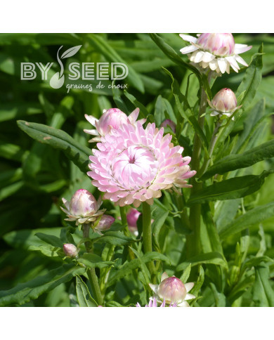 Immortelle à bractées Silver Pink