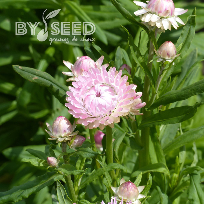 Immortelle à bractées Silver Pink