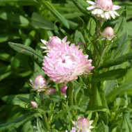 Immortelle à bractées Silver Pink