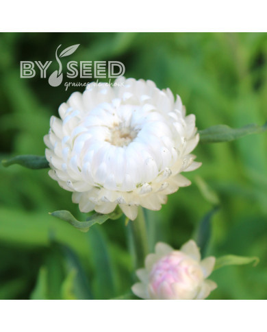 Immortelle à bractées White