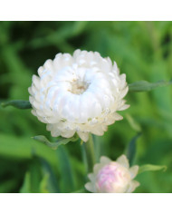 Immortelle à bractées Silver Pink