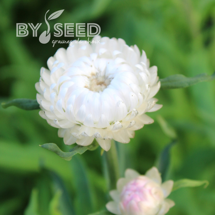 Immortelle à bractées White