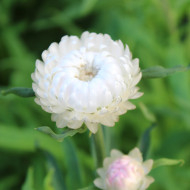 Immortelle à bractées White