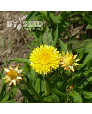 Immortelle à bractées Yellow