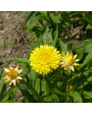 Immortelle à bractées White
