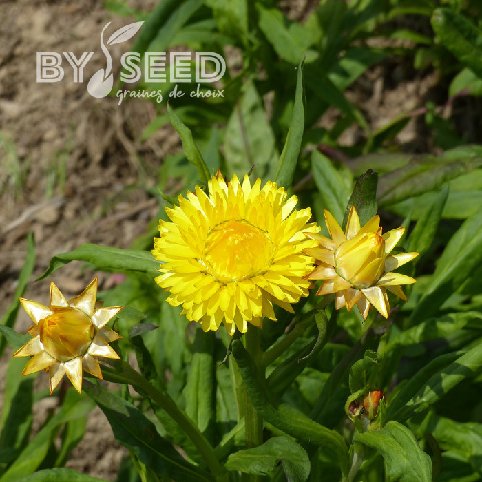 Immortelle à bractées Yellow